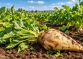 Cevital recrute pour son projet agro-industriel de 600 millions de dollars à Ghardaïa